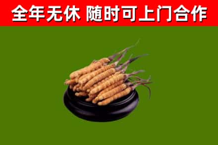 白城回收散虫草